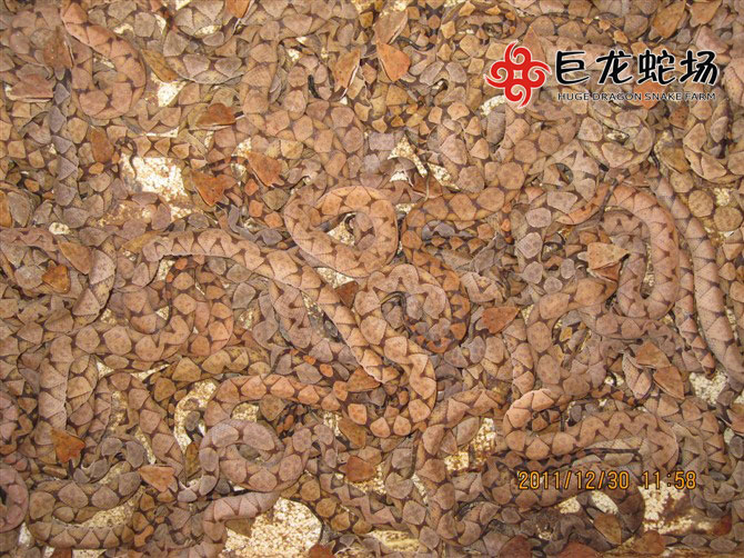 �岽�������B(y��ng)ֳ