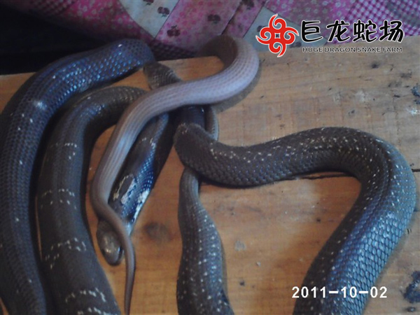 ���R�߷N��,���R�߃r��