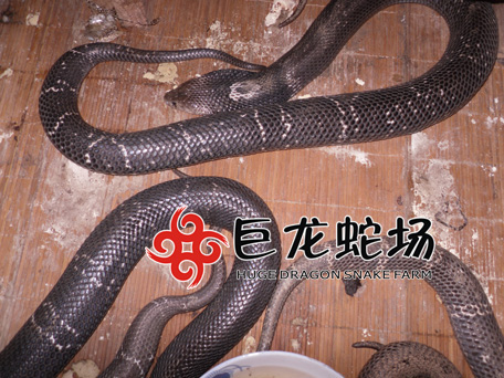 ���R�߷N��,���R�߃r��