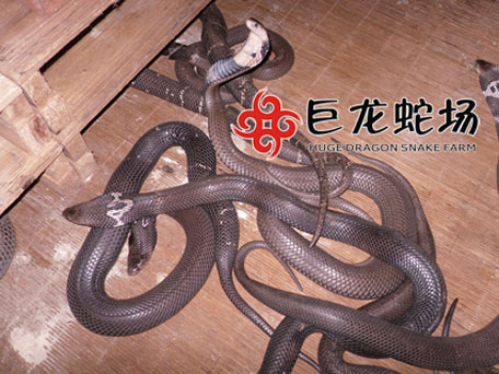 ���R�߷N��,���R�߃r��