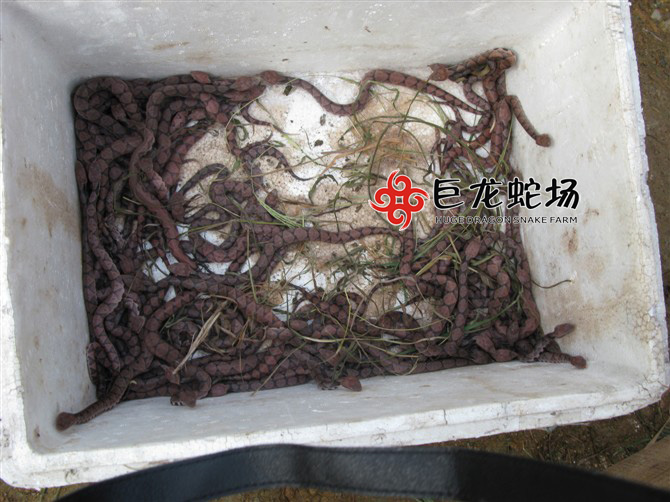 �岽������