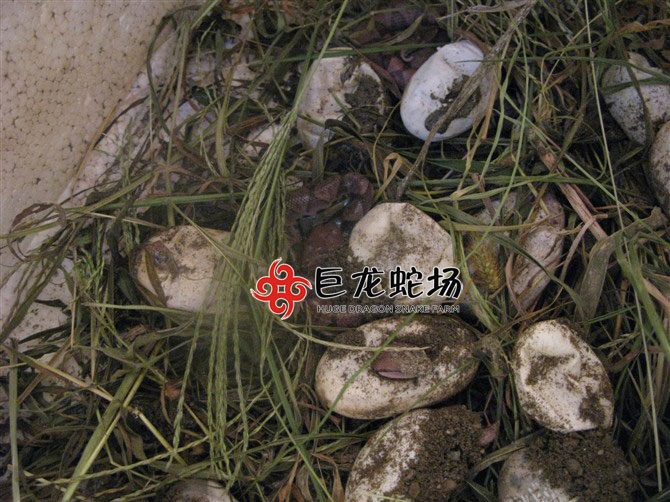 �岽������