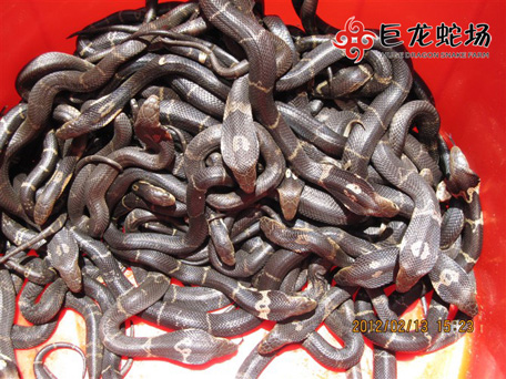 ���R����,���R����r��