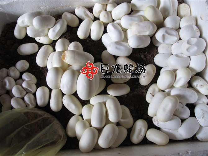 ���R�ߵ�,���R�ߵ��r��