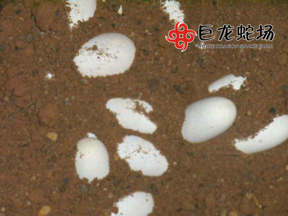 ���R�ߵ�,���R�ߵ��r��