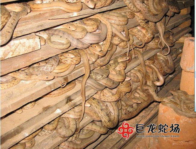 ����������,����r��