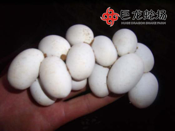 �岽���ߵ�