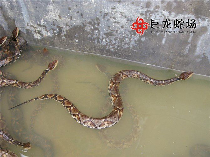 �岽����Ʒ��